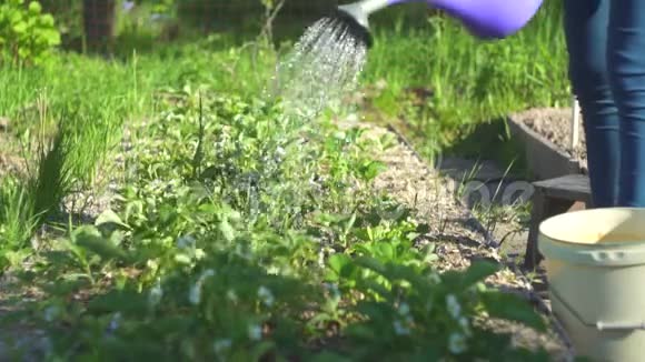 在阳光明媚的一天用浇水罐里的新鲜草药给床浇水特写视频的预览图
