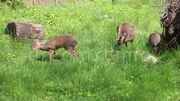 羚羊宝宝集体吃草视频的预览图