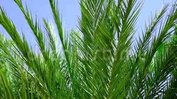 在阳光明媚的日子里长而短的羽毛棕榈树在风中摇摆蓝天视频的预览图