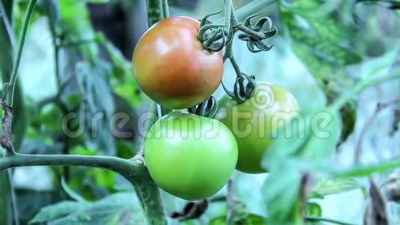 花园里的番茄视频的预览图