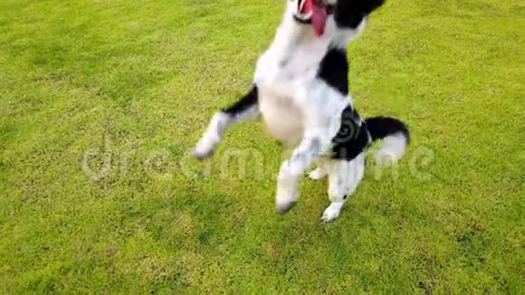快乐狗在夏天的绿色玻璃草地上奔跑和玩耍跳跃4K超高清视频的预览图