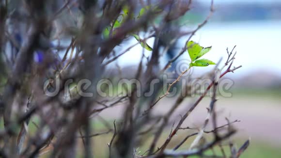 初春的树枝上第一次长出绿色的芽视频的预览图