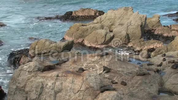 很多海豹在岩石上睡觉视频的预览图