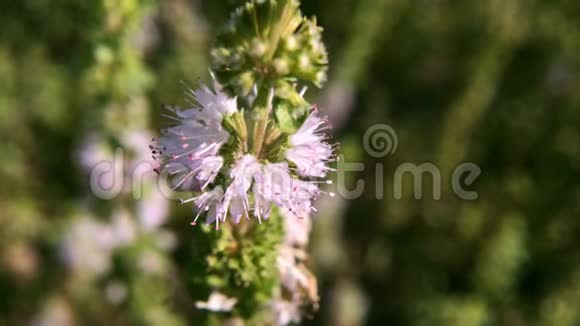 薄荷山薄荷模糊背景下药用植物的特写视频的预览图