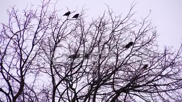 在寒冷的秋日黄昏光秃秃的树在黑暗的一天的树枝上视频的预览图