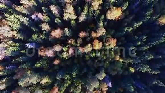 飞越森林视频的预览图