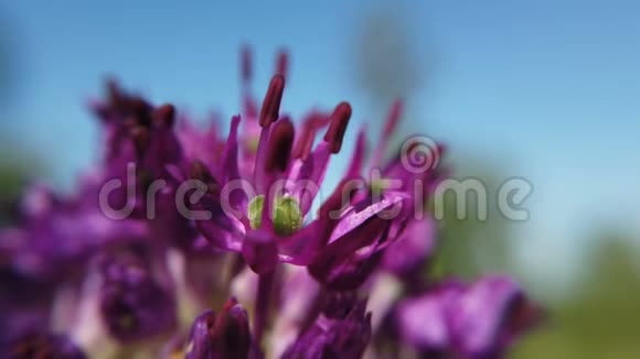 紫色的allium花近在花园里视频的预览图