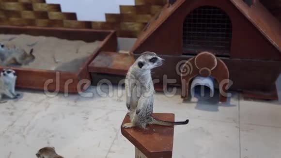 宠物动物园里的猫鼬视频的预览图