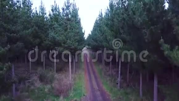 空中崛起松树农场新西兰4k页视频的预览图