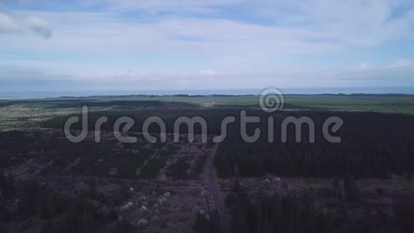 鸟瞰松树农场新西兰4k页视频的预览图