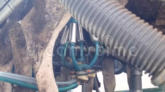 用现代化的设备特写镜头牛奶和母牛工业牛肉在农场上挤奶的过程视频的预览图