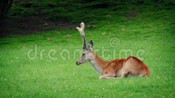 鹿在草地上休息视频的预览图