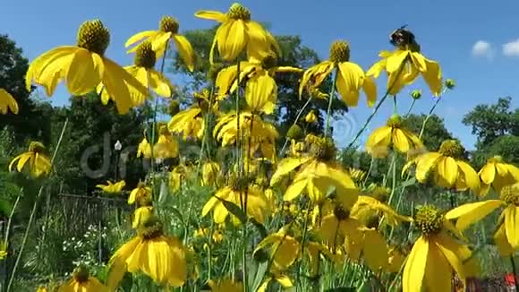 明亮的黄色花朵和蓝天视频的预览图