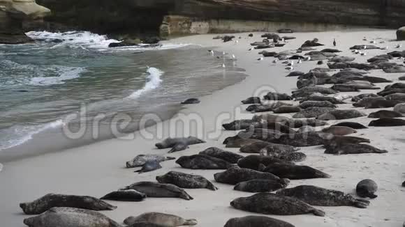 疲惫的小海豹从新浪潮中爬走视频的预览图