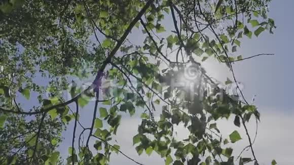 太阳透过树叶穿透光线视频的预览图