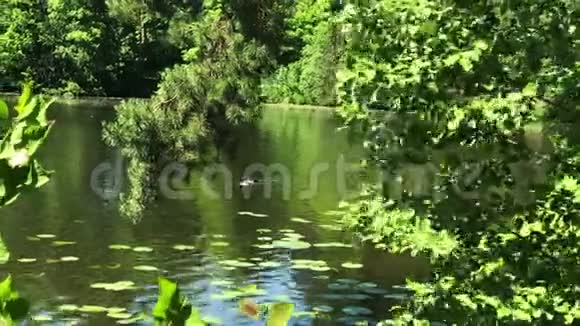 湖泊水面有绿色植物和鸭子视频的预览图