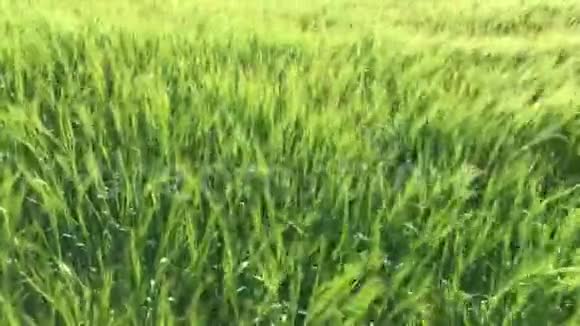 有绿色麦穗的田野视频的预览图