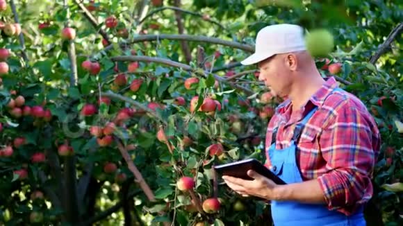 男农或农学家检查苹果的收获在平板上做笔记在农场在花园里晴天视频的预览图
