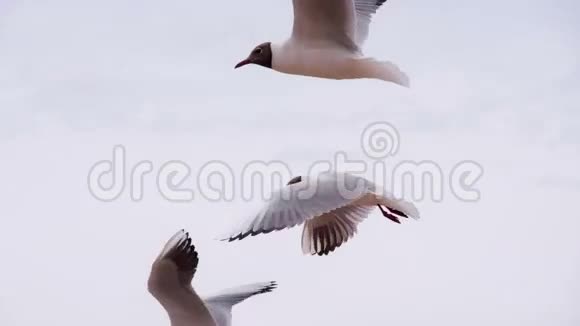 云天海鸟视频的预览图