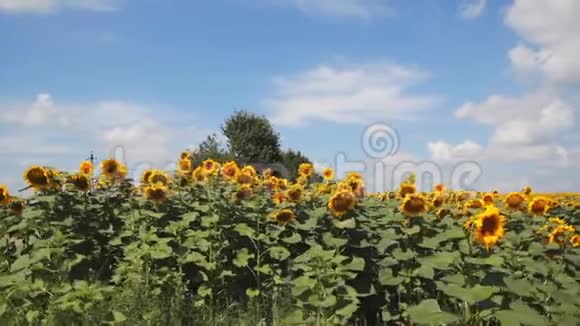 太阳花淘洗相机史泰迪康射击视频的预览图