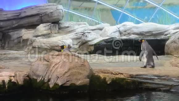两只帝企鹅在动物园的栖息地散步视频的预览图