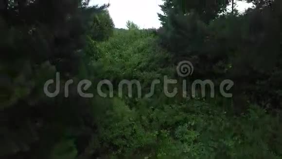 东欧森林视频的预览图