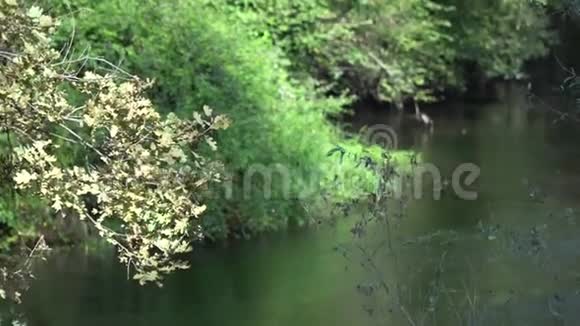 江在秋林早秋林在晴天视频的预览图
