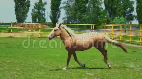 一匹棕色的马驰过农场围场的绿草视频的预览图