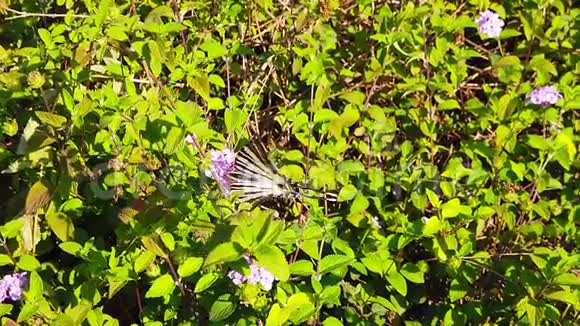 斑马燕尾蝶在兰塔纳卡马拉花上缓慢视频的预览图