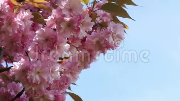粉红色的樱花在风中摇曳视频的预览图