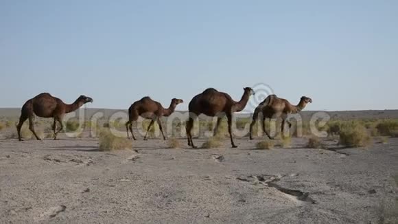 沙漠中的骆驼伊朗视频的预览图