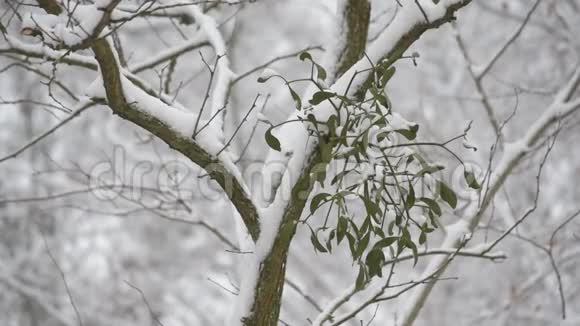 雪落在槲寄生背景下的树枝上视频的预览图