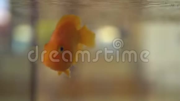 水族馆里美丽的金鱼和海藻视频的预览图