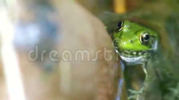 小溪里的青蛙视频的预览图