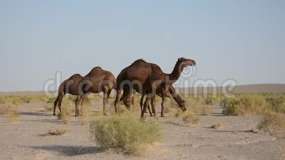 沙漠中的骆驼伊朗视频的预览图