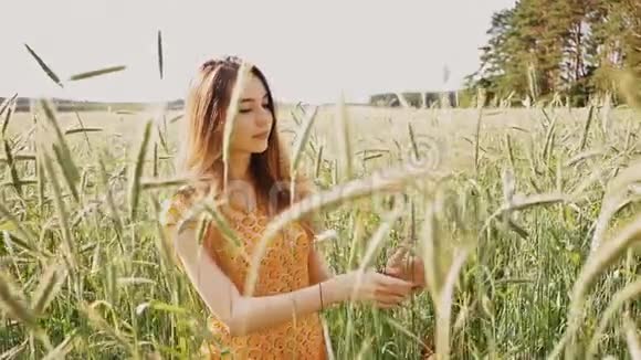 美丽的年轻的俄罗斯女孩在高大的绿色小麦小穗在田间她把小穗捆起来视频的预览图