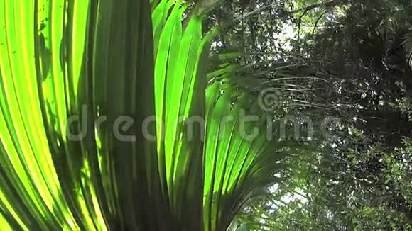 雨林植物1视频的预览图