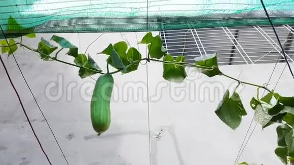 越南黄瓜树在花园里视频的预览图