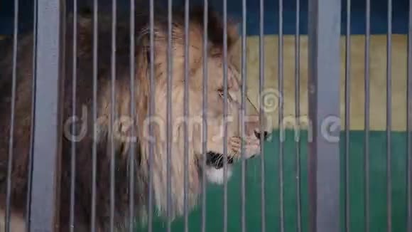 美丽的狮子和一只美丽的鬃毛静静地躺着美丽的狮子是动物之王视频的预览图