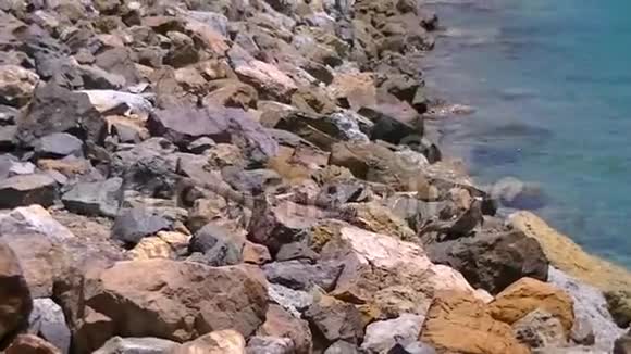 在岩石上特写龙蜥蜴视频的预览图