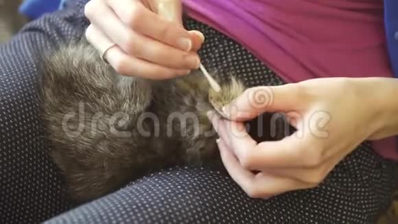 在家里给一只小猫清理耳朵视频的预览图