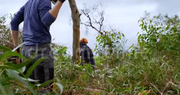 伐木工人扔木原木4K视频的预览图