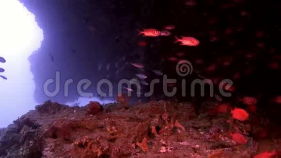 马尔代夫海底的石斑鱼红鱼海鲈大眼睛视频的预览图