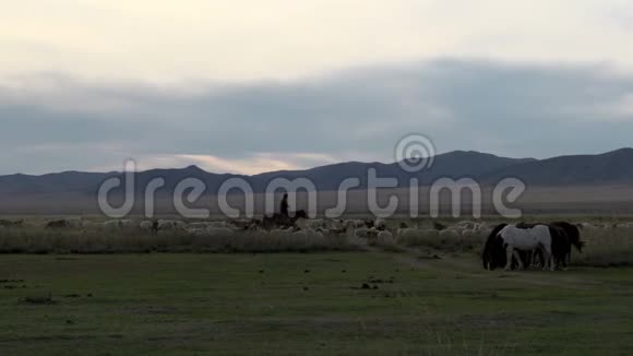野人骑着马在牛之间视频的预览图