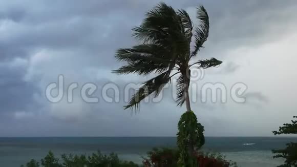 强烈的极端旋风吹拂棕榈树热带水浸雨季热带风暴天气较重3840x2160视频的预览图