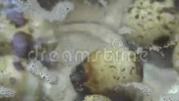 鹌鹑蛋用不锈钢锅内的开水煮视频的预览图