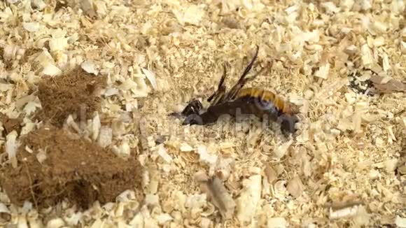 蟑螂在后面的木屑里划船视频的预览图