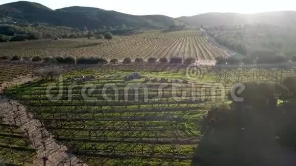 桑托斯博德加德圣托马斯恩塞纳达附近的葡萄园农场视频的预览图