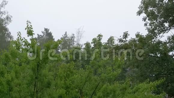 雨天在绿树的背景下的夏雨视频的预览图