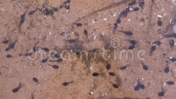 许多小黑蛙蝌蚪在沙底浅塘游泳视频的预览图